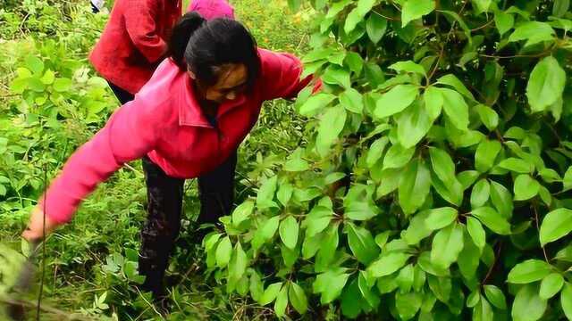 重庆大叔开荒打算山地种植果树,看完视频的朋友,建议种什么好?