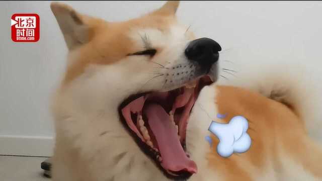 日本柴犬秋田犬等“国犬”面临灭绝?只因不如小狗可爱且饲养不便