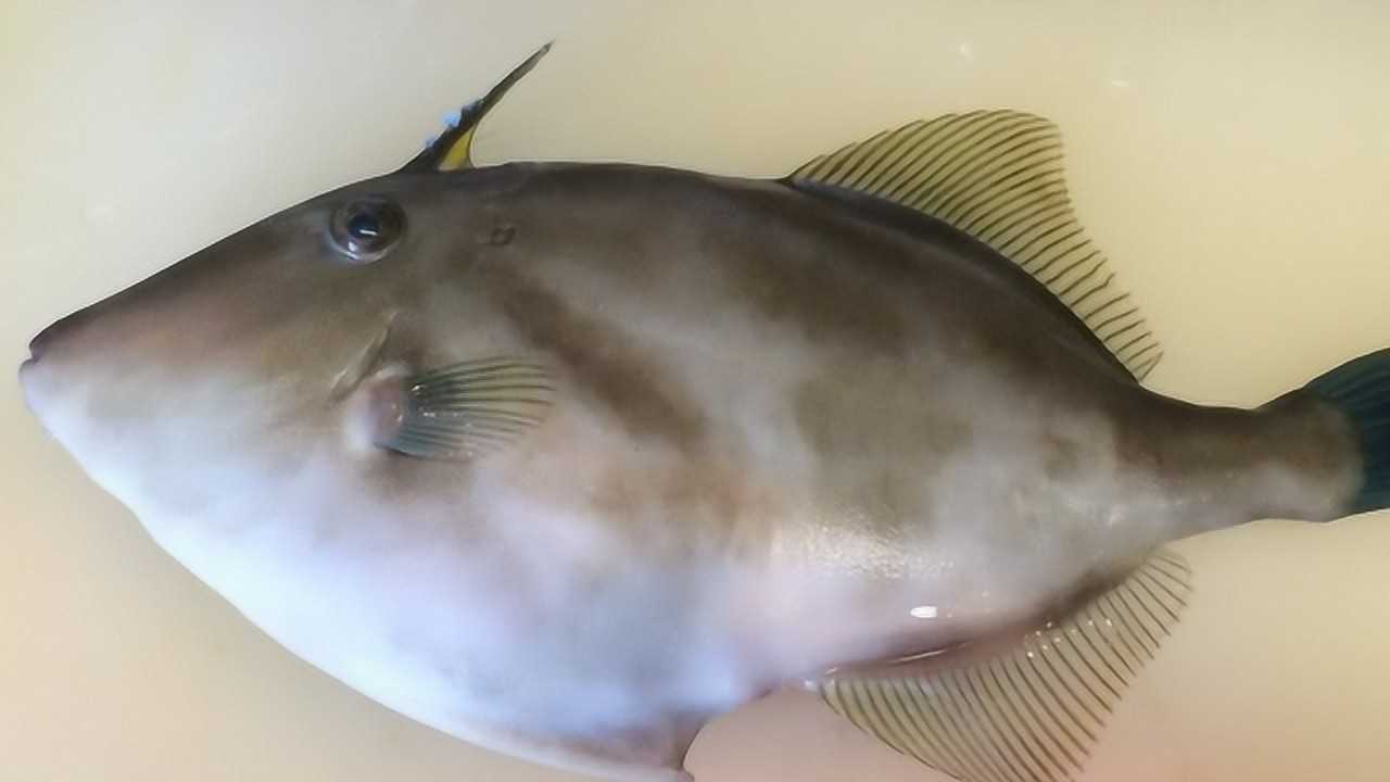 深海独角兽鱼,厨师将它制作成了生鱼片,看着真是非常有食欲