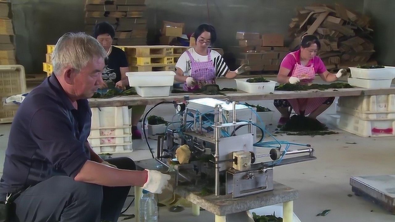 神奇!老师傅通过缝纫机的原理发明海带打结机,一秒系一个!