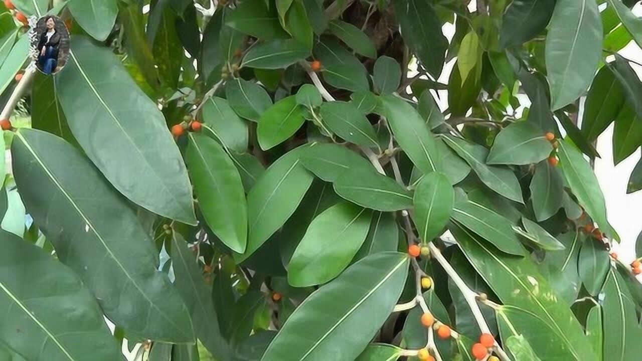 热带绞杀植物-斜叶榕_腾讯视频