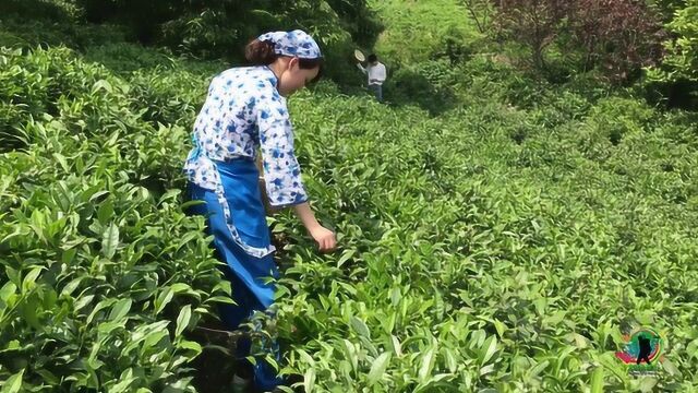 意外!一斤好茶,需要采摘五万多个芽头,实拍河南信阳毛尖产区