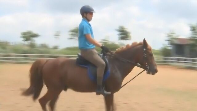 中国马文化历史悠久,为什么现如今被世人淡忘