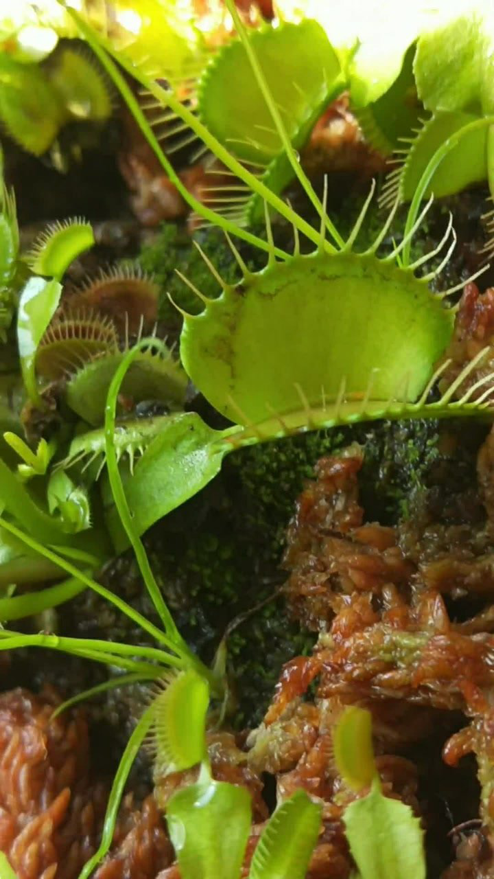 大嘴巴食人花,调戏他一下