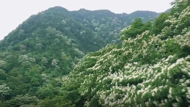 大型“五月飞雪”现场!满山桐花齐盛开,引游客赞叹连连