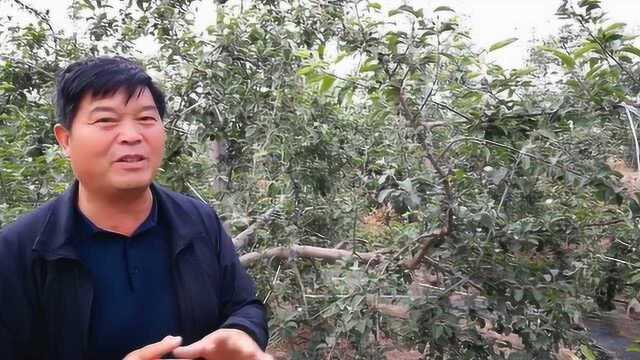 农村果树,配置授粉树有多大的好处,听后受益匪浅