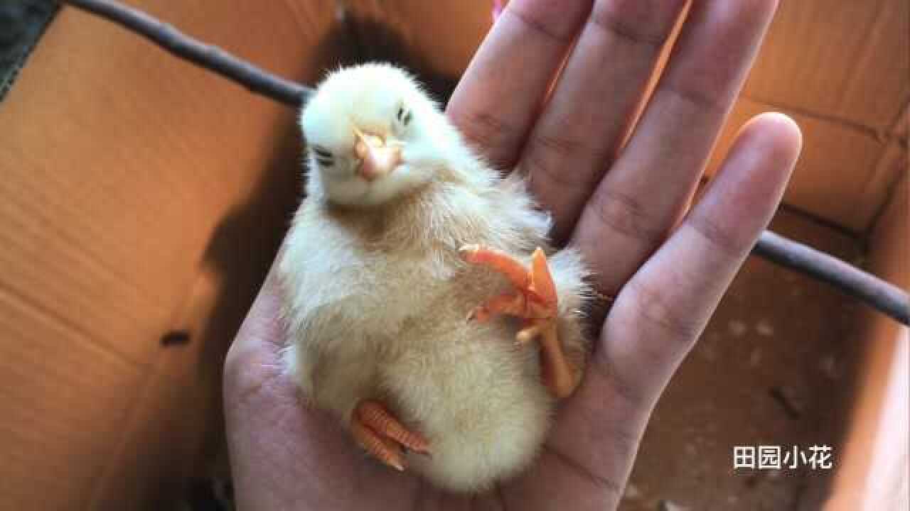 刚孵化出来的小鸡仔毛茸茸圆滚滚超级可爱