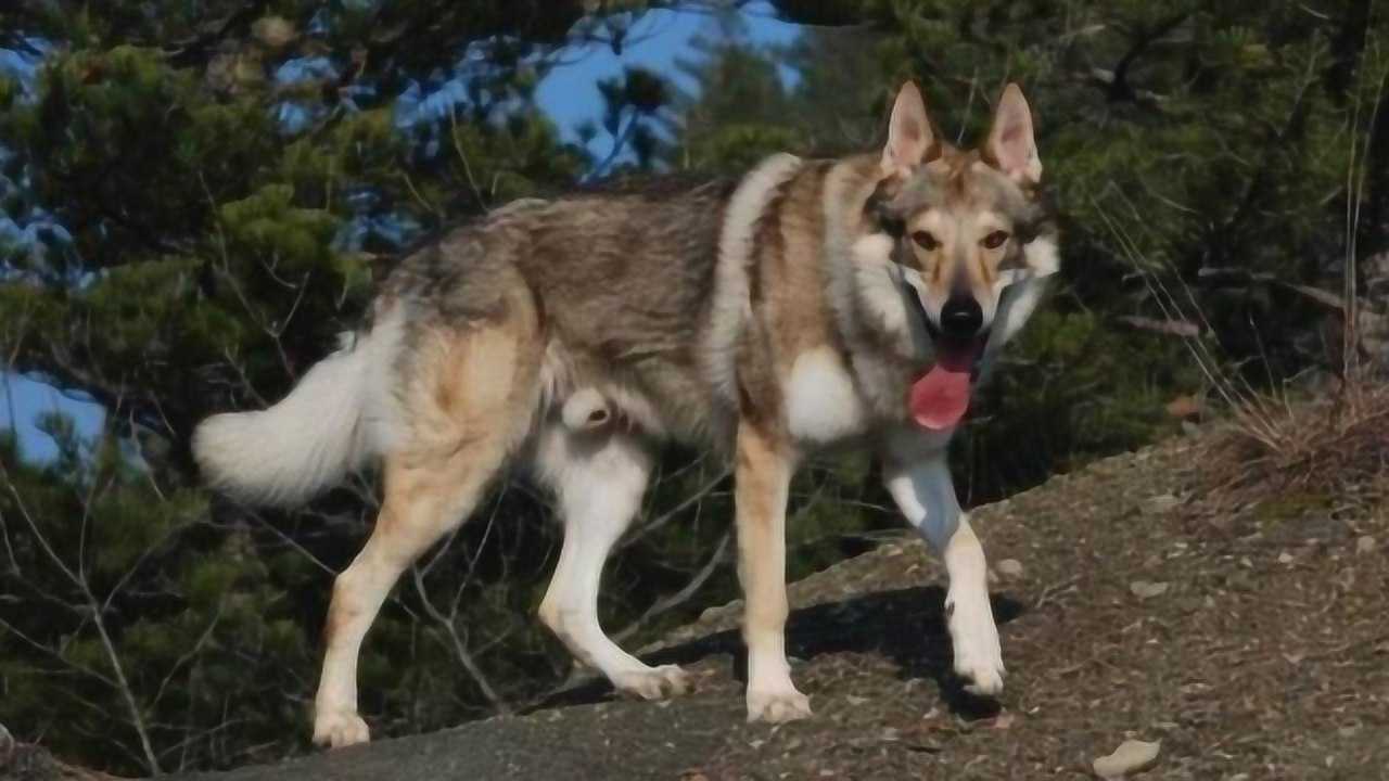 捷克狼犬狼性太重夫妇俩打闹时公狗惊呼老婆你干啥锁我喉