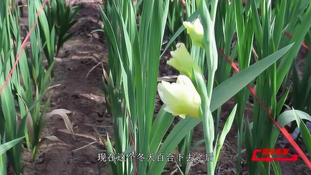 一段视频告诉你,剑兰的种植和养护方法,居然有这么多学问