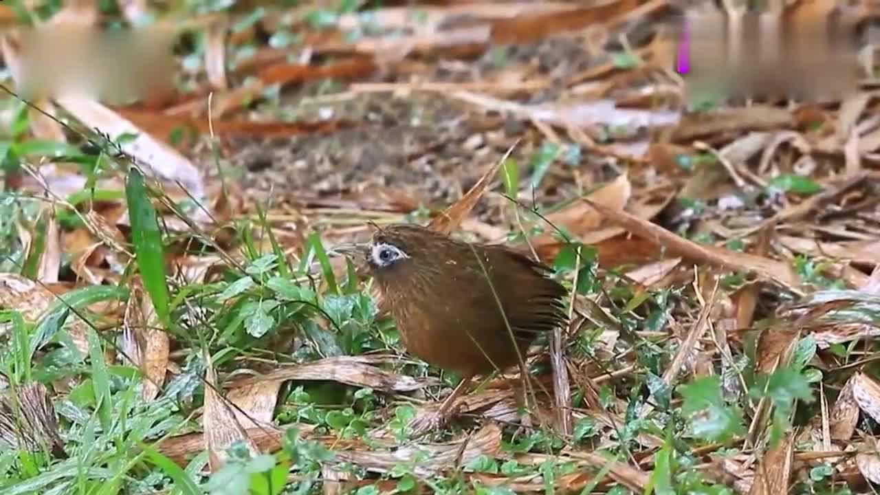 母畫眉鳥狂叫聲,引起公鳥鳴叫,值得收藏