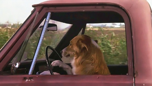 小狗为了寻找主人，途中还学会了开车，真是开挂的狗生