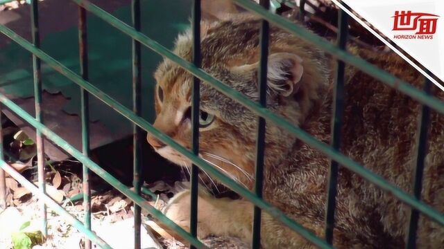 猫科新物种?法国发现16只“狐猫”:性格谨慎 喜好夜间活动