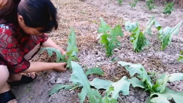 苦麦菜长的太慢,大嫂说外面一层叶子要撇掉,这样长的会更快!