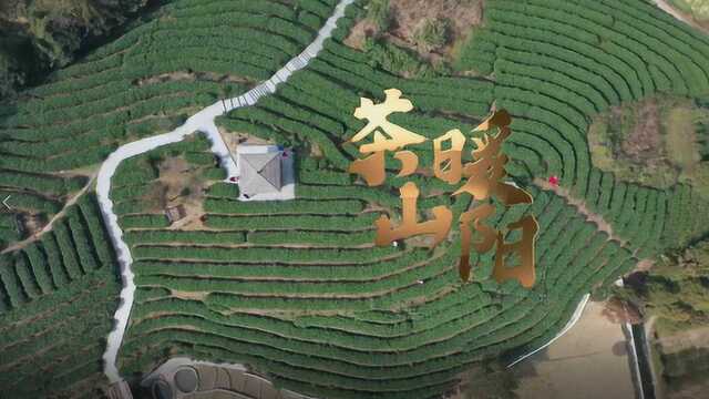 莘禾制作丨茶山暖阳平阳茶书记郑元楚 深山里的“茶书记”