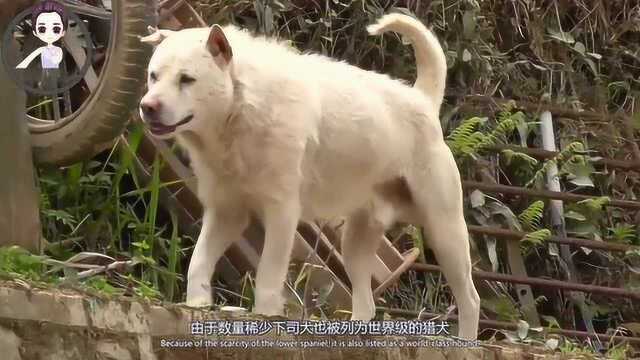 中国本土猎犬一点不比国外差!贵州下司犬被列为世界级猎犬