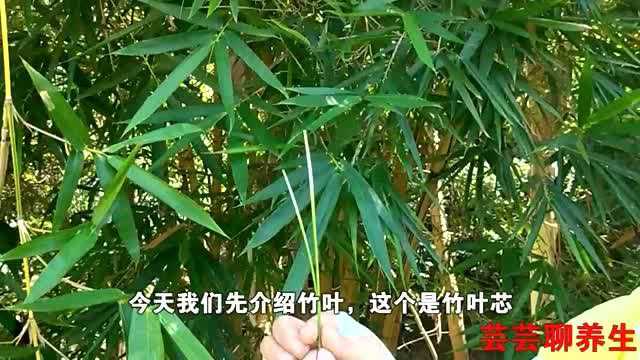 热病口渴,小孩晚上睡觉不安稳,可用竹叶芯泡水喝