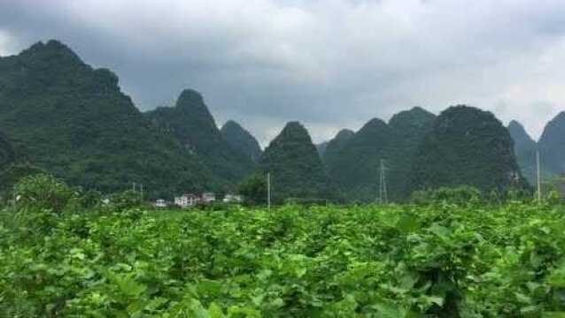 只要你想来农村,柳州到处都是这样免费的风景