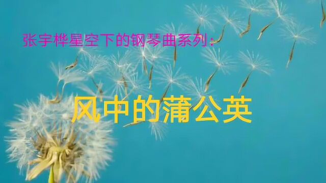 星空下的钢琴曲《风中的蒲公英》,触动心灵的音乐