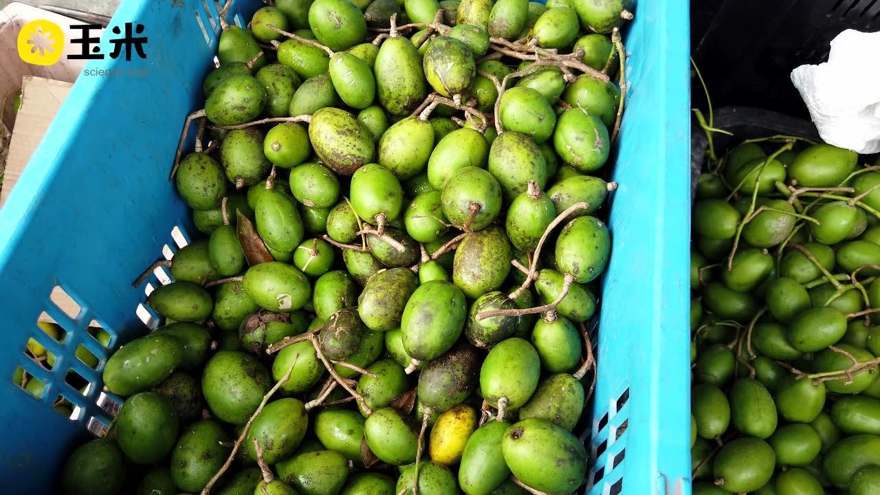 一点植物学之槟榔青