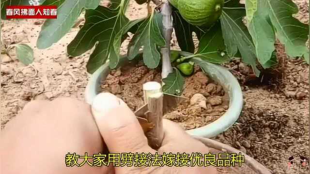 无花果树如何优化品种提高产量?劈接法嫁接优良品种,简单易学!