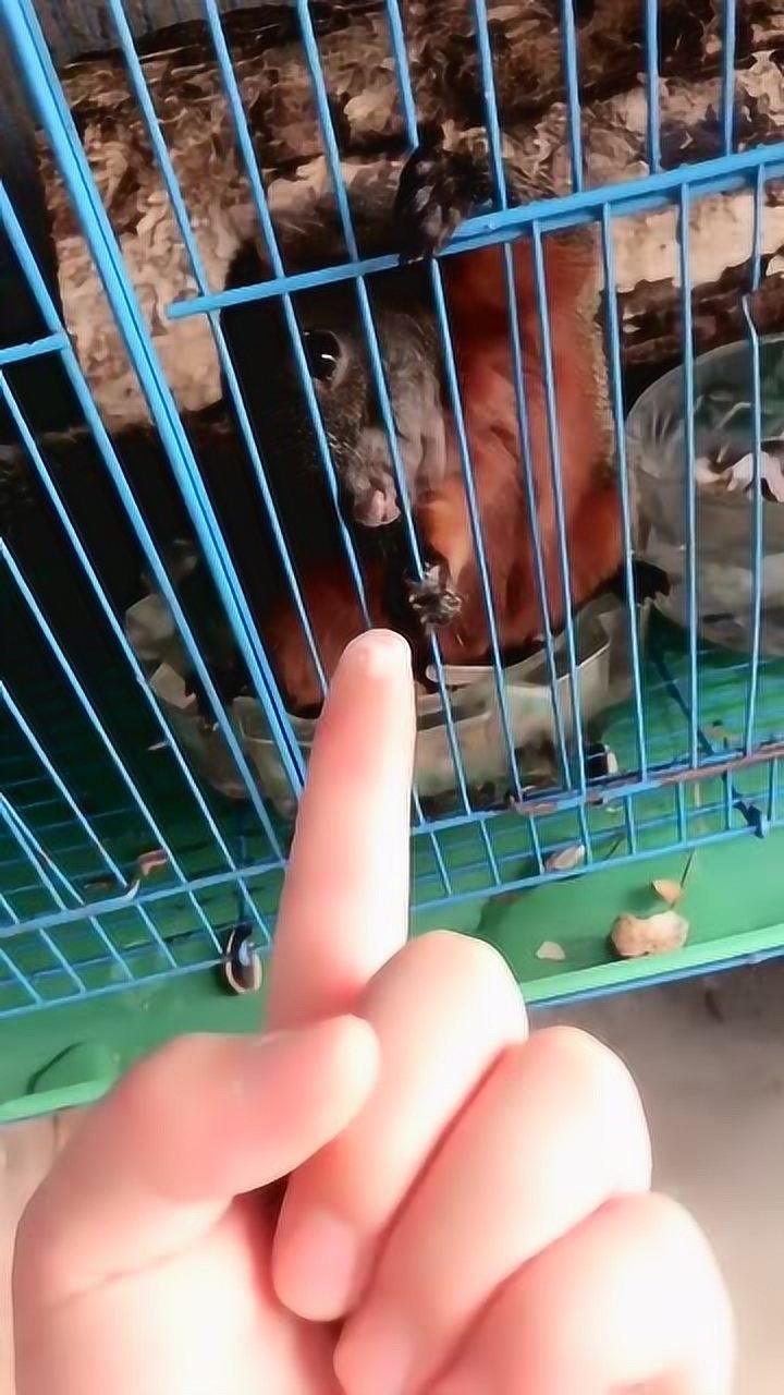 这只小老鼠似的动物舌头是认真的吗?居然长成这样,伸缩速度惊人