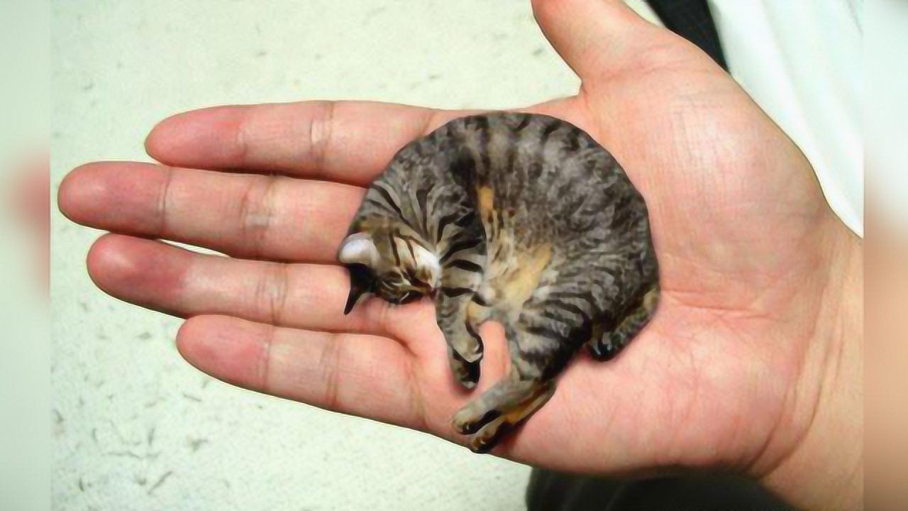 世界上最小最萌的猫咪图片
