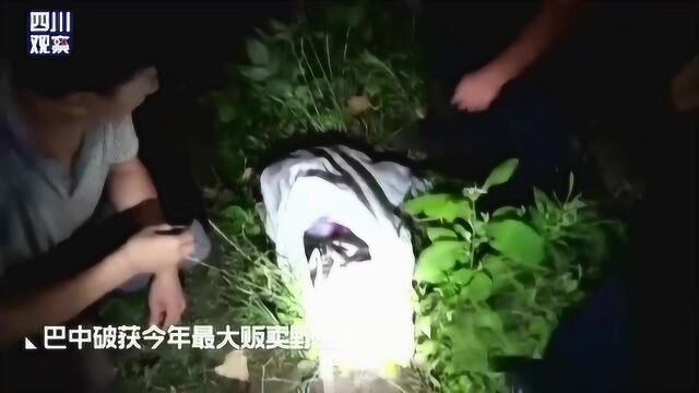 藏蛇254条!四川巴中破获今年最大贩卖野生动物案