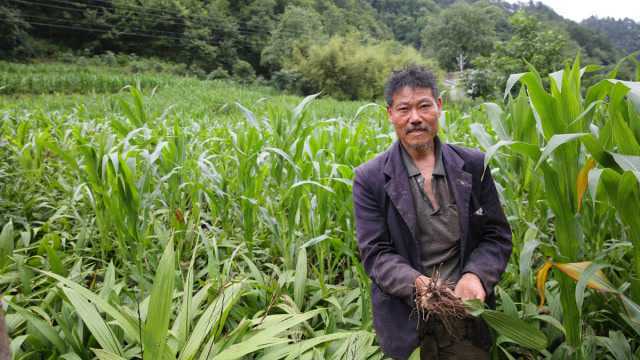 秦岭腹地农民以前靠打工养家,如今种白芨成百万富翁