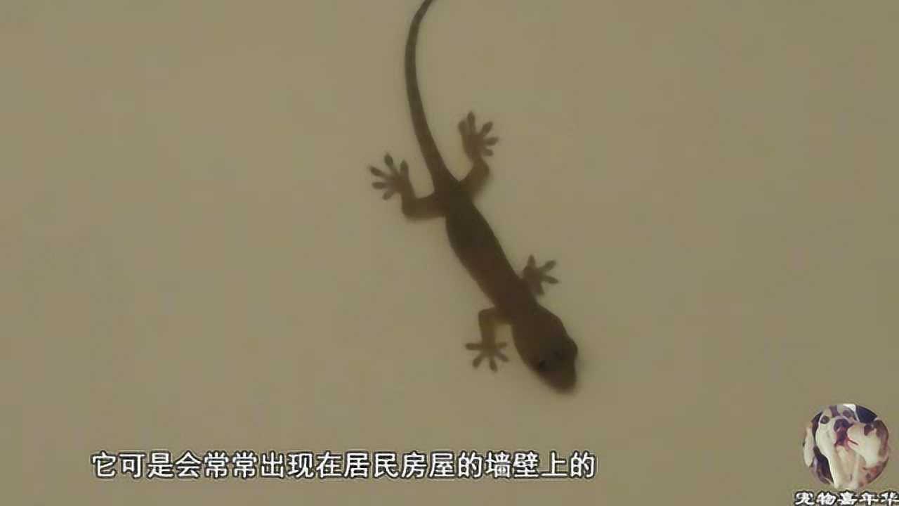壁虎拥有让人震撼的“断尾再生术”，镜头拍下全过程,真是神奇_高清