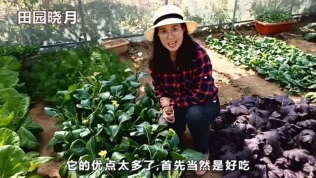 种植四九菜心好处多,既能有菜吃又能美化菜园