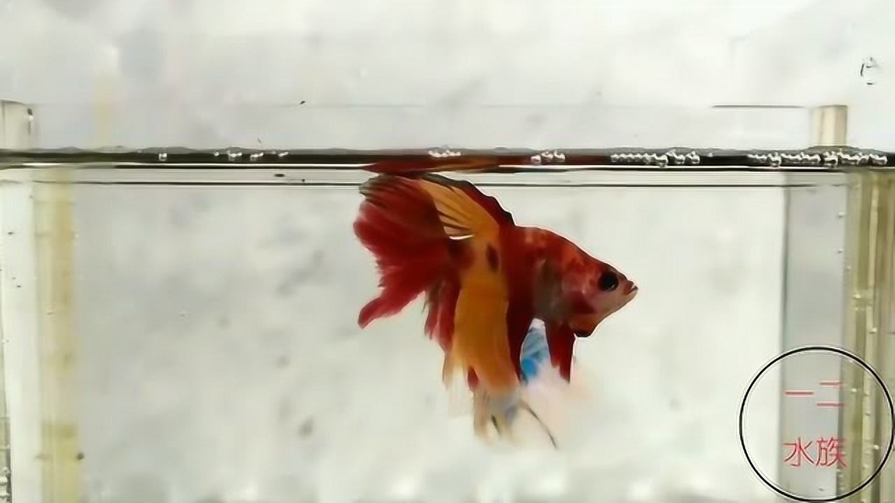 《半熟恋人2》奶瓜说综艺29405:01参加节目连睡三期,认何炅做徒弟