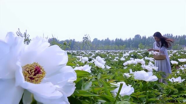 德州丹景牡丹产业科技有限公司 宣传片