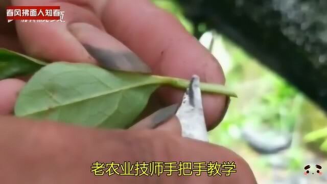 红杜鹃花花卉的嫁接方法!老农业技师手把手教学,不怕您学不会哈