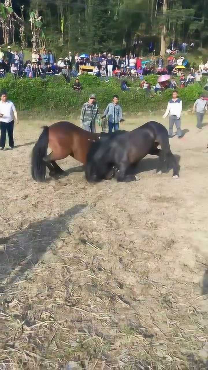 第一次见这样的斗马为了母马交配权互相厮杀太残忍了
