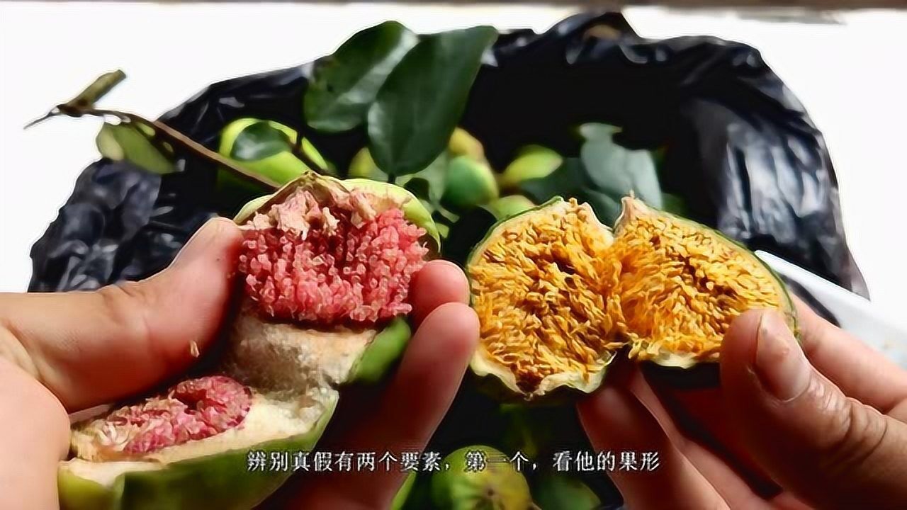 真假凉粉果 阿钦教你辨真伪