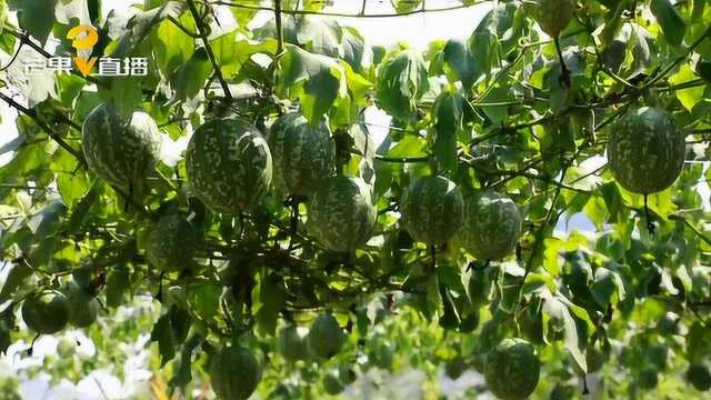 湘西种植这种瓜让贫困户们脱贫:平均每一户年收入5000元