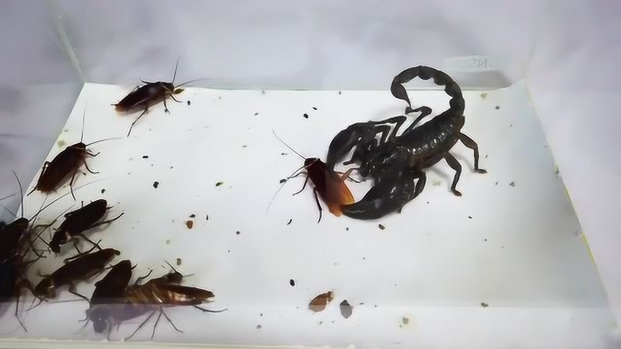 把蝎子和20只蟑螂放在一起, 究竟会发生什么呢
