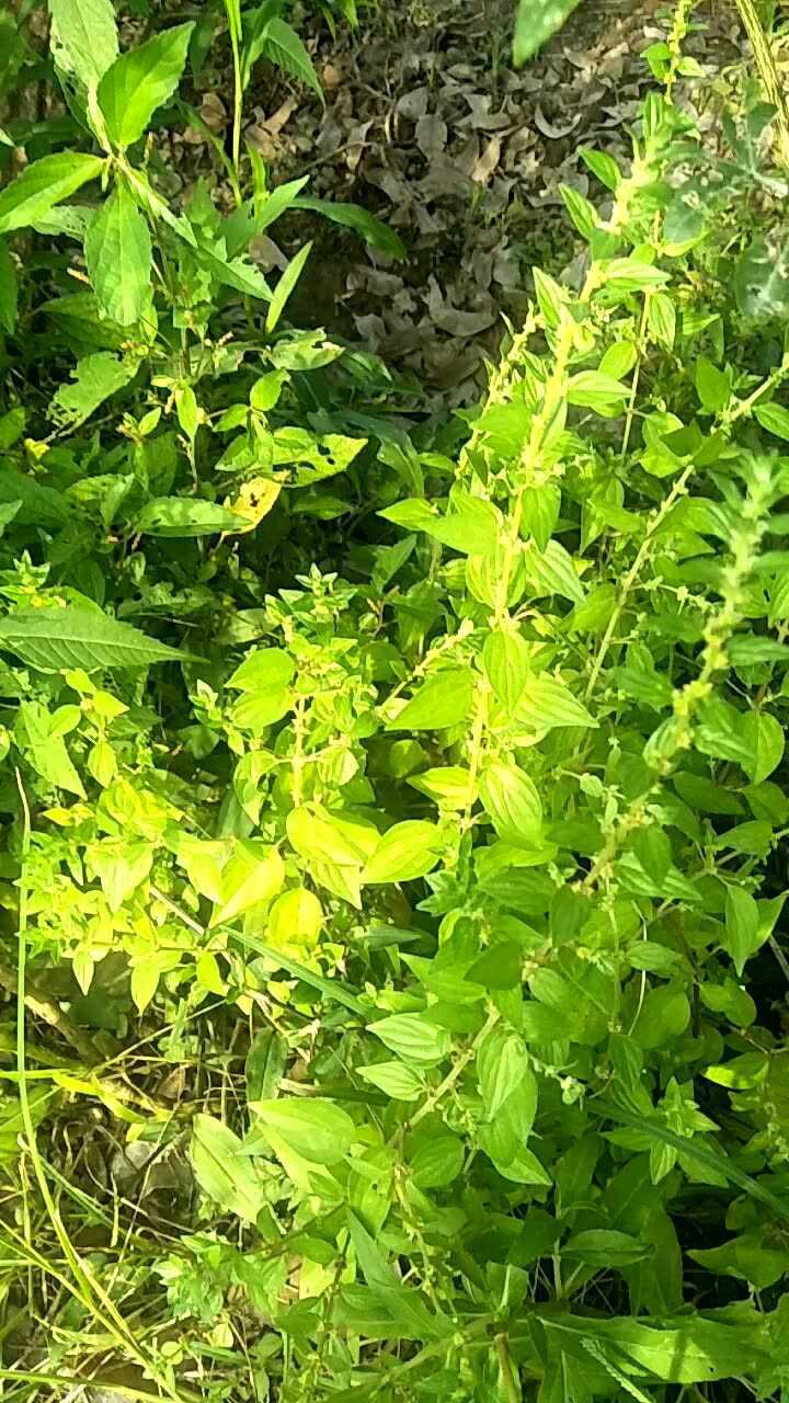 常見藥用植物霧水葛