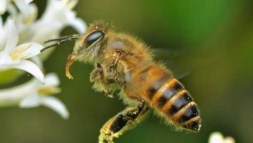 蜜蜂诞生的全过程 一分钟延时摄影 记录下了蜂蛹变成蜜蜂的全过程