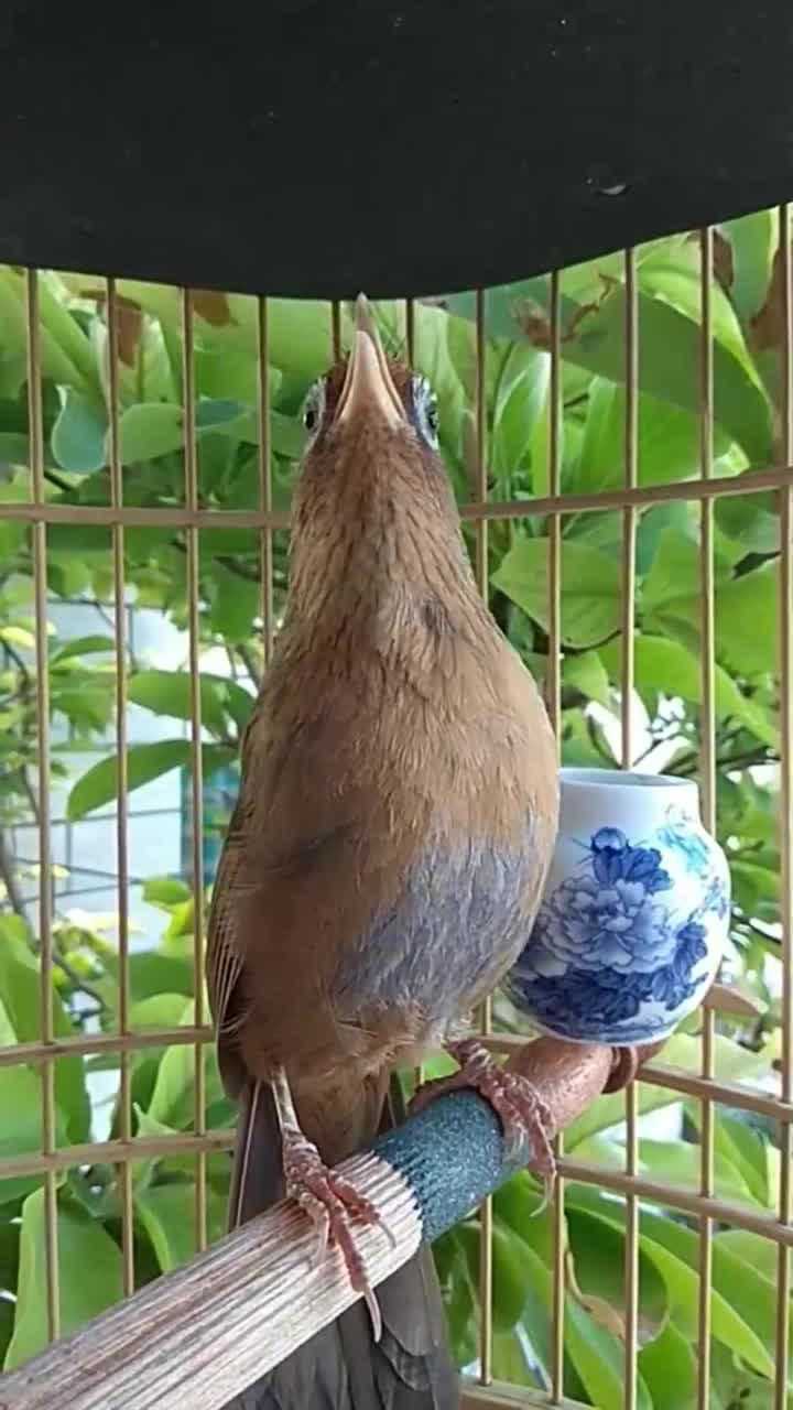 这鸟叫声太好听了你别说还挺有节奏清脆响亮悦耳动听