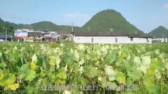 抓住夏的尾巴,走进上百亩荷花种植基地与荷花来一场“藕遇”