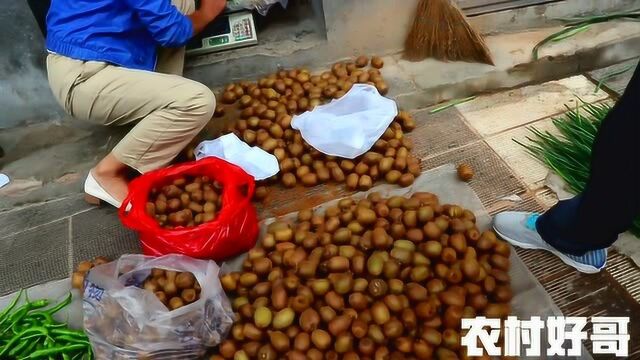 秦岭山城略阳,野生猕猴桃大量上市了,一斤3块太便宜了