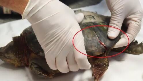 乌龟可以没壳吗？专家掰开一探究竟，结果让人意外！