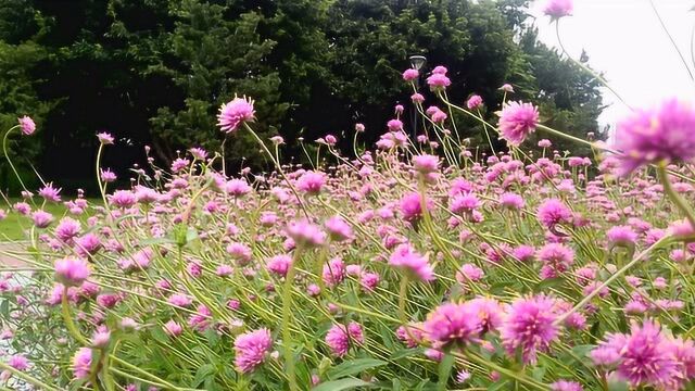 雨后落叶,风中小花,都令人陶醉——禅城文华公园