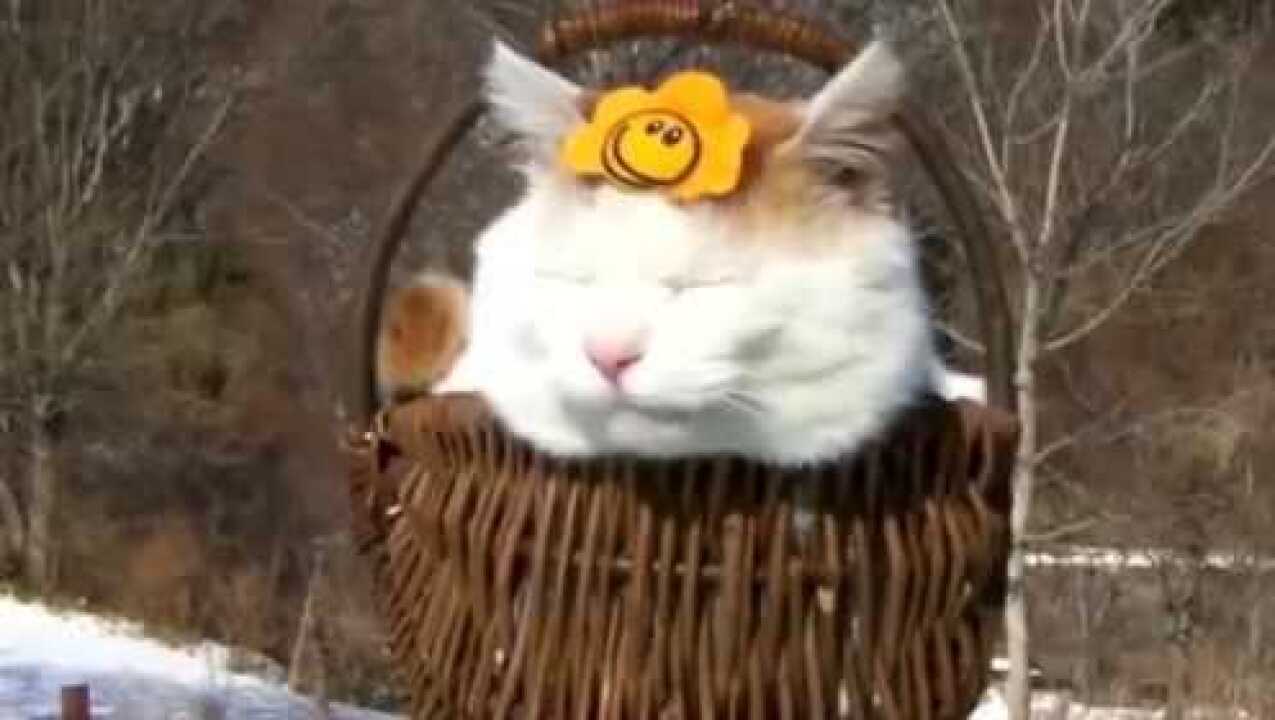 猫叔视频合集_高清1