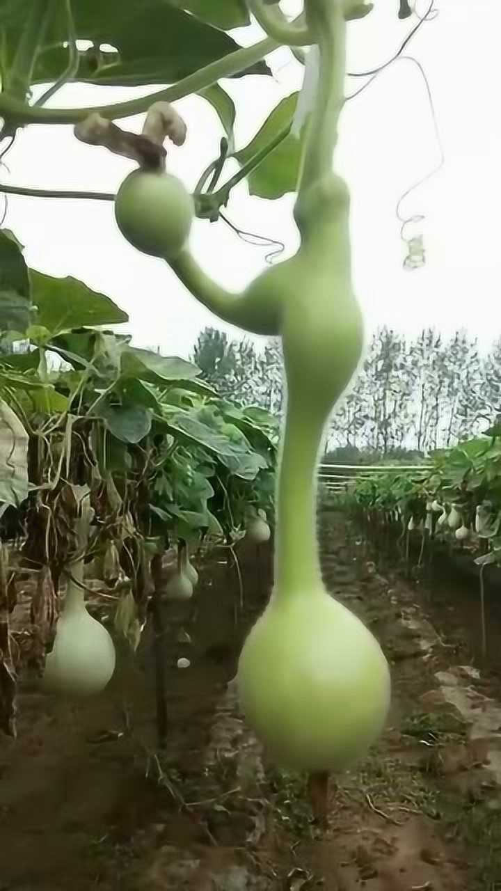 这葫芦长的好特别