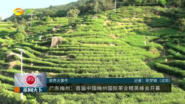 梅州茶究竟怎么样?茶学界唯一的中国工程院院士这样评价!