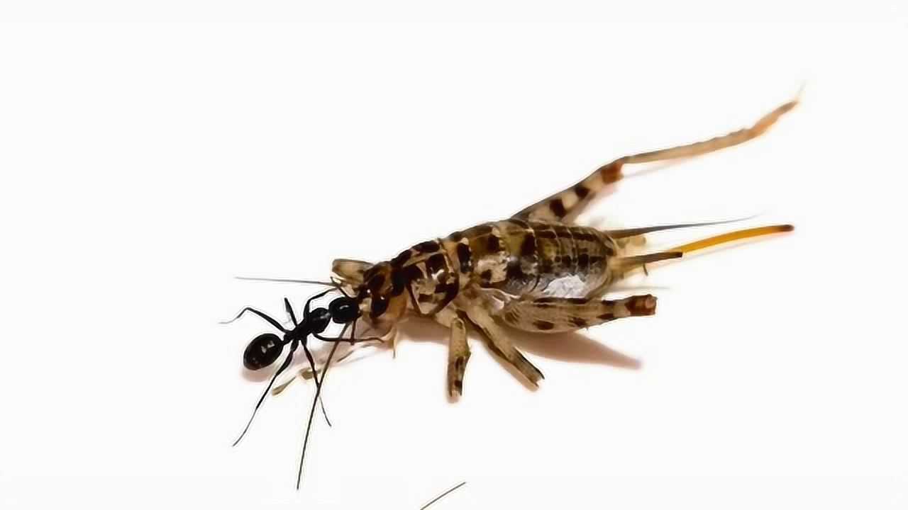 延时摄影当蟋蟀被一群蚂蚁发现究竟会发生什么