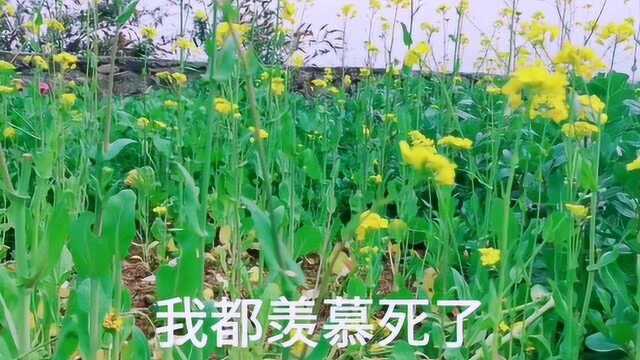 胜日寻芳泗水滨,无边光景一时新,歌曲:《红颜为谁醉》