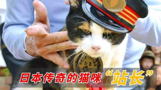 日本传奇的猫咪站长:即将倒闭的车站靠它逆袭,成为网红景点!